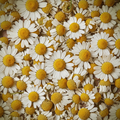 Chamomile